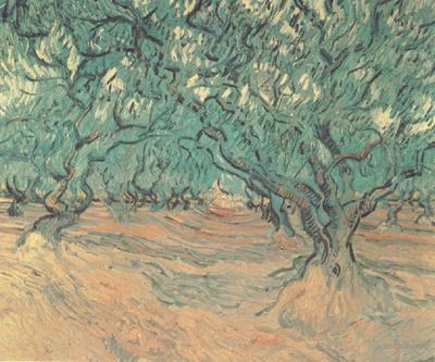 Vincent Van Gogh Olive Trees (nn04)